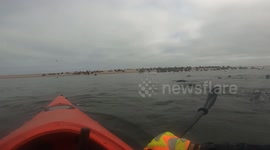 Kayaker's painstaking removal of fishing line tightly wrapped around seal pup's neck