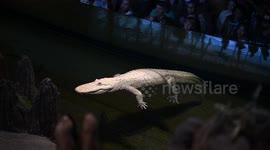 US: Claude the Albino Alligator’s 30th birthday celebrated in San Francisco