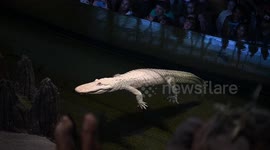 Claude the Albino Alligator’s 30th birthday celebrated in San Francisco