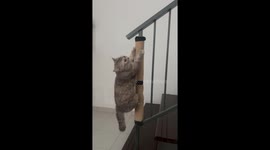 Cat appears to be pole dancing while scratching its claws