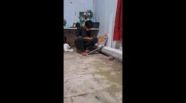 Naughty cat pushes plank of wood onto owner's head as he does DIY
