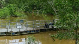 Malaysia: Sungai Timun, the destination for Blue  prawns, lobsters, (Blue Claw Shrimp)