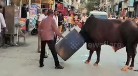 Bungling bull gets blue bin stuck on its head