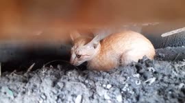 Kitten trapped in drain for two days is rescued in Thailand