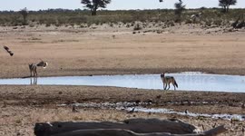 Kgalagadi Chase: Jackals' Desperate Hunt for a Dove at a Waterhole