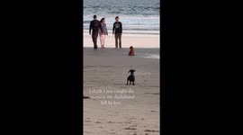 Dog owner captures moment her dachshund 'fell in love' in clip with 4m views