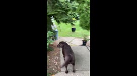 Chocolate Lab alerts owner to mischievous Yorkie’s shed mishap — Video gains 245K views