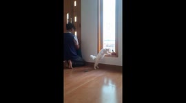 Naughty pet cat knocks a bucket of white paint onto wooden floor