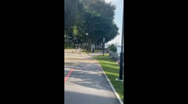 Women are paid to fire toy guns at monkeys for public safety in Singapore