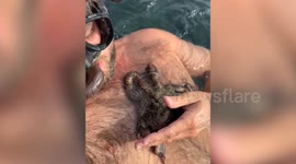 Octopus snuggles up to diver during holiday swim
