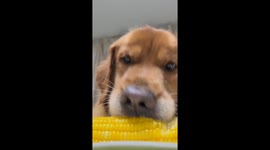 Golden Retriever Potato charms TikTok with corn munching — 3.1M views and counting