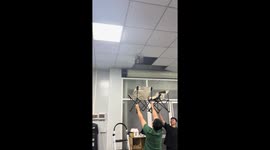 Men use camping chairs to catch cat falling from ceiling