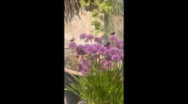Butterflies enjoying themselves in my garden summer 2025, Copenhagen living