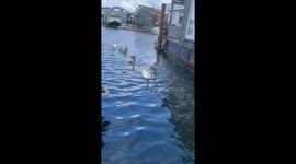 A proud family of swans  filmed from the deck of my houseboat in Copenhagen
