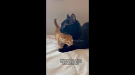 Astro the cat bonds instantly with foster kitten Mars — TikTok video hits 1.4M views