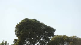 Syrian Air Force stages helicopter display in Damascus