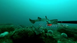 UK: Underwater Cameras Reveal Thriving Marine Life Around Isles Of Scilly