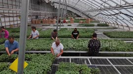 China: China's Xinjiang harnesses cutting-edge farming techs to boost yields