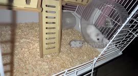 Hamster mum furiously runs on wheel but still makes time to care for her babies