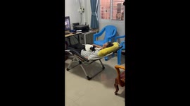 Pet cat sleeps on owner's tummy in front of TV