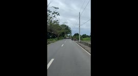 Flock of ducks hold up traffic as they cross the road