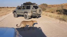 Cheetah Roadblock! Unbelievable Wildlife Moment in Kgalagadi Transfrontier Park