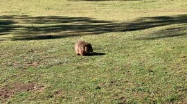 Wombat at Play in Australia