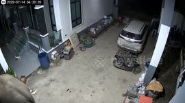 Elephant caught on camera stealing durian fruit from family's home