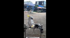Parrots’ sweet moment with a twist in Jiangsu, China