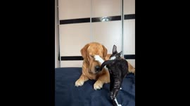 Playful kitten teases dog in Beijing, China