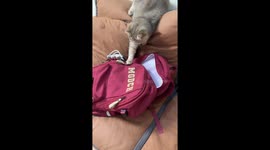 Funny cat hiding moment in Shandong, China
