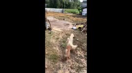 Cute duck and puppy interaction in Guangxi, China