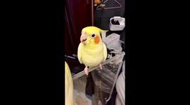 Cockatiel reacts to kiss in Zhejiang, China