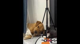 Kitten wakes napping dog in Beijing, China