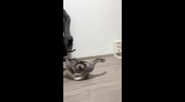 Cats play tap battle in Guangdong, China