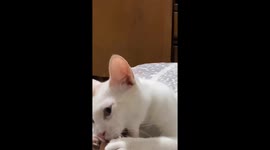 White cat pauses play to stare at the camera in Monterrey, Mexico