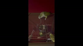 Bird playfully rocks friend’s swing in Loughrea, Ireland
