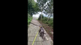 Dog navigates branch through obstacle in Den Helder, Netherlands
