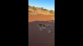 Racing world's fastest land animal! Tourist films as they drive alongside speeding cheetah