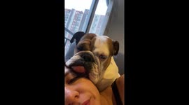Bulldog smothers owner with love in Bogotá, Colombia