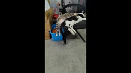 Sleepy cats on a chair in Chongqing, China