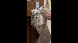 Cat protests bath under the shower in Tianjin, China