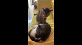 Cat gives massage to friend on the sofa in Shaanxi, China