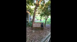 Black bear stands up like a human at zoo in Thailand