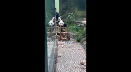 Baby panda gets pushed along in bamboo cart