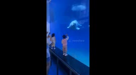 Beluga whale makes toddler scream at zoo in China