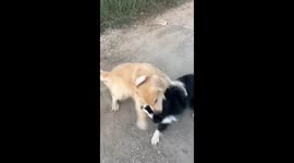Golden Retriever VS Border Collie