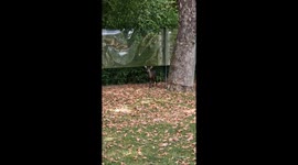 Tufted Deer Makes an Adorable Attempt at Intimidation