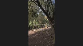Horse chases dog walker on public footpath — TikTok video surges past 1M views