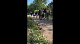Tortoise Found Walking in Hampstead Heath